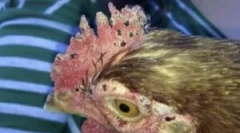 Tipuri de căpușe de pui și cum să scape de ele